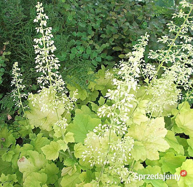 ŻURAWKA Citronelle Heuchera sadzonki w don