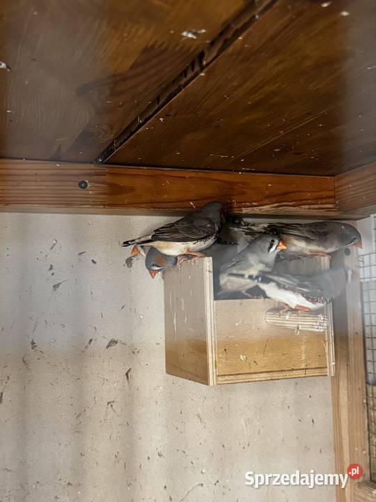 Zeberki Rude standard