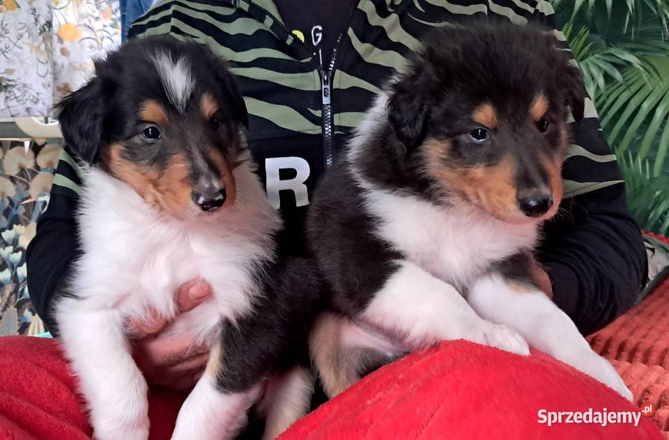 Owczarek szkocki Collie długowłosy szczeniaczki sprzedam