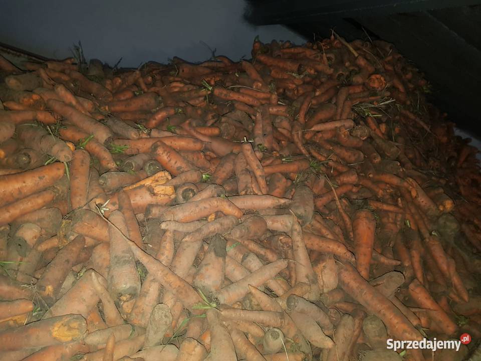 PIĘKNA Marchew jadalna bio ekologiczna prosto z Produkcja roślinna świętokrzyskie Biechów