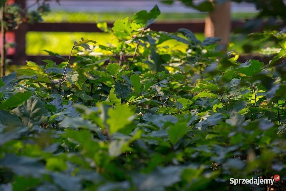 Dąb czerwony Quercus rubra wys 5070 donica 1 l sprzedam