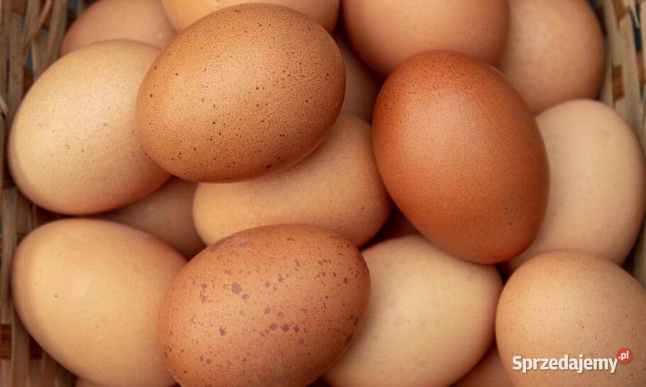Jaja lęgowe kurze Miks Paradyż sprzedam