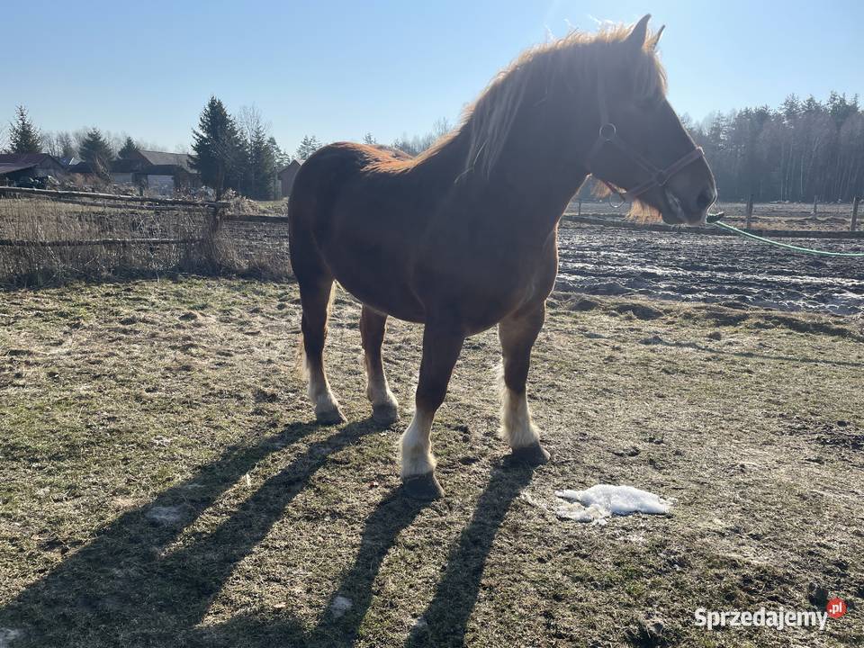 Sprzedam kobyle sokolska zimnokrwista Gózd Lipiński