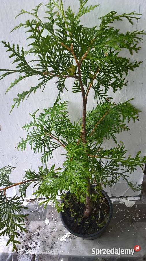 Żywotnik Brabant Najtaniej