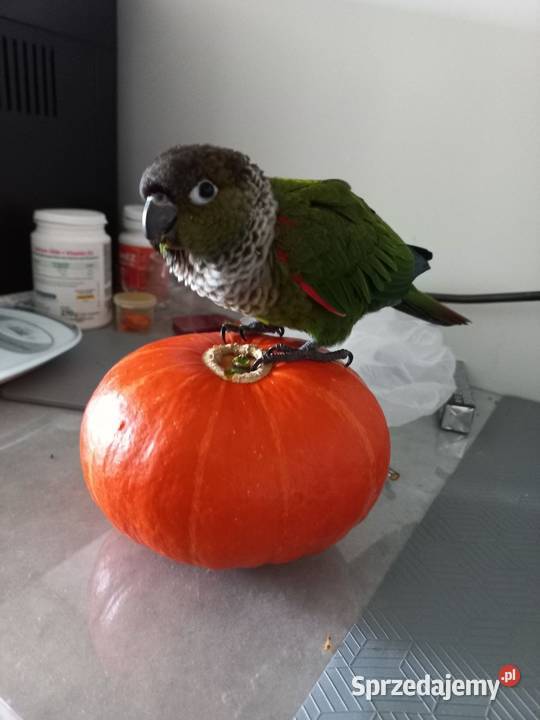 Do adopcji rudosterka czarnogłowa ur maj 2021 Kraków