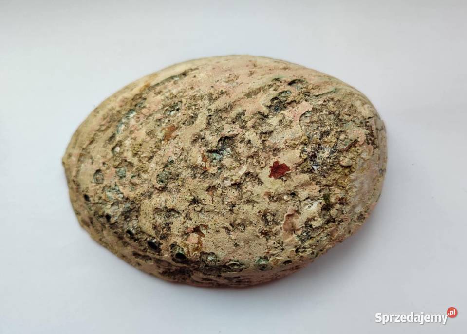 Przepiękna duża muszla abalone perłowa pomorskie Gdańsk