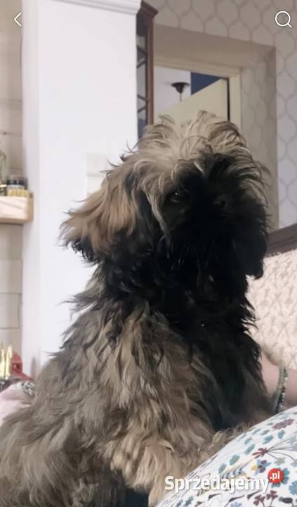 Shih Tzu Ares z rodowodem z hodowli Żywe Srebro Shih Tzu Bolszewo
