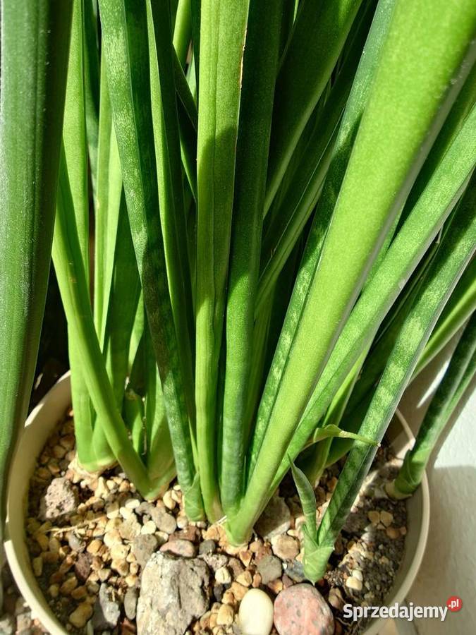 Sansevieria subtilis odrost 67 kolekcjonerska Warszawa