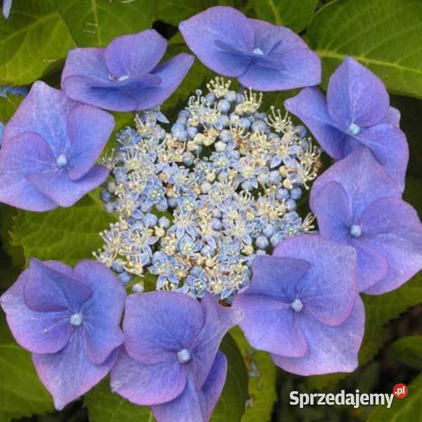 HORTENSJA OGRODOWA BLAUMEISE sadzonki w Ustronie