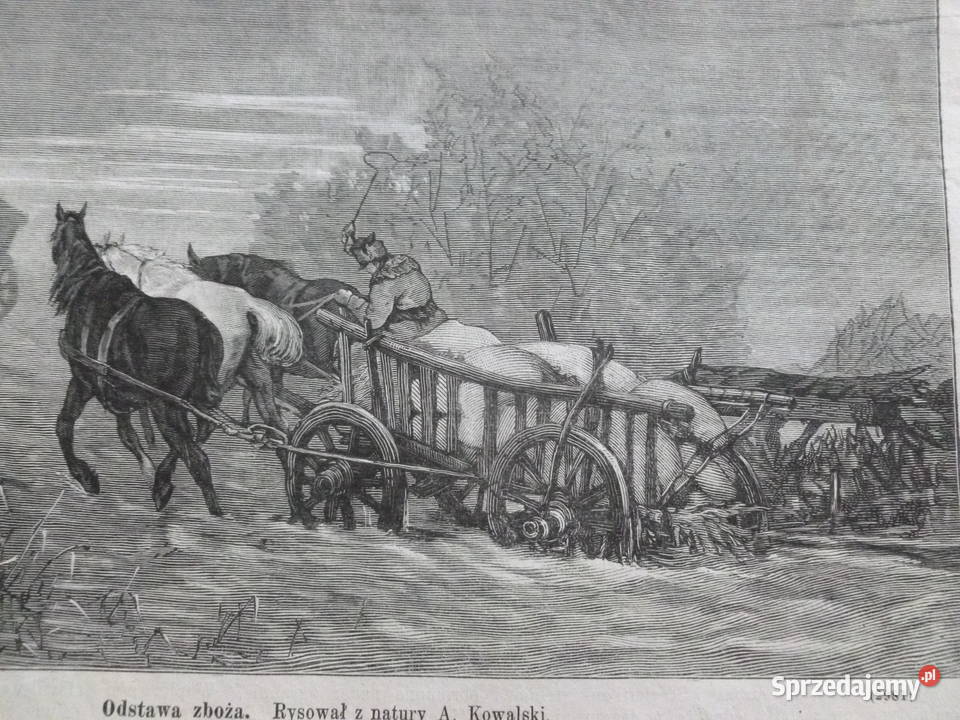 A Kowalski Drzeworyt sztorcowy Kłosy 1875 r Mława