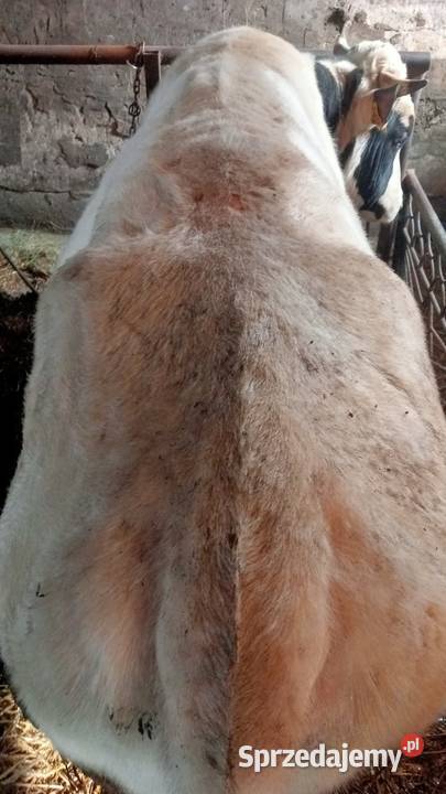 Byk opas do dalszej hodowli Sochaczew