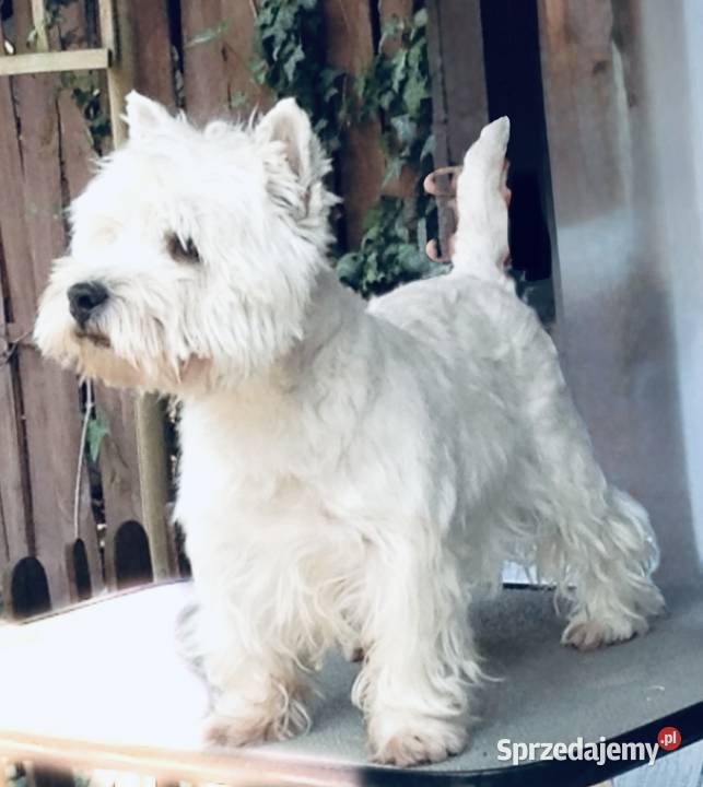 West Highland White Terrier szczenięta ZKwP a i Łódź