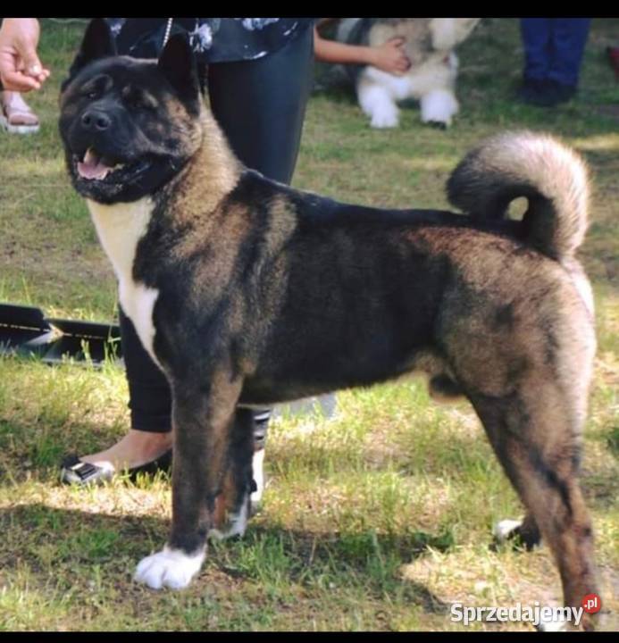 Akita Amerykańska szczeniaki ostatnie 2 pieski Koźmin Wielkopolski sprzedam