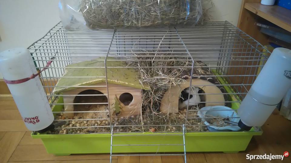 sprzedam świnki morskie Konstancin-Jeziorna sprzedam