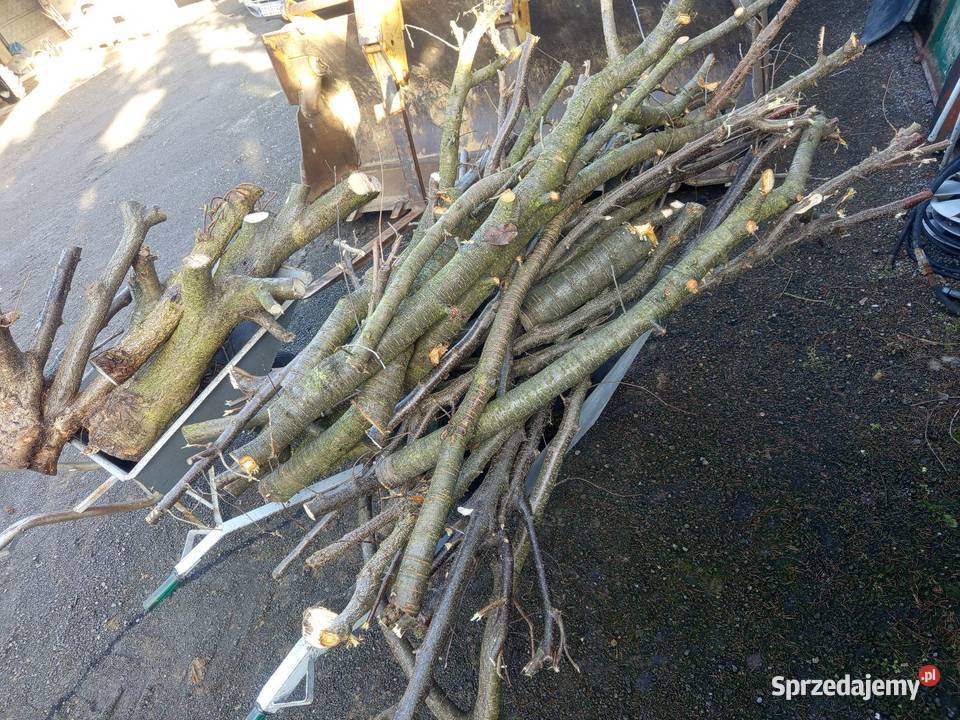 Orzech laskowy Spszedam