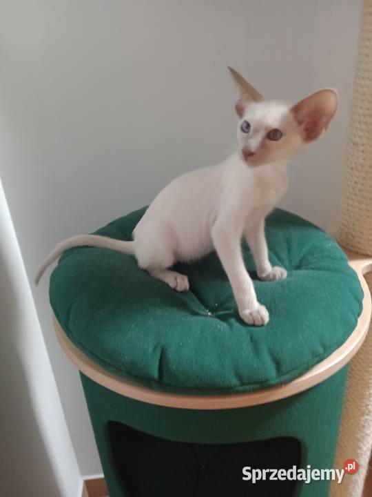 Kotka syjamska orientalna rodowód FPL podkarpackie Skopanie