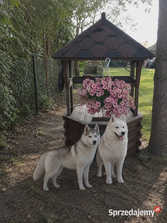 Siberian husky girl Racibórz