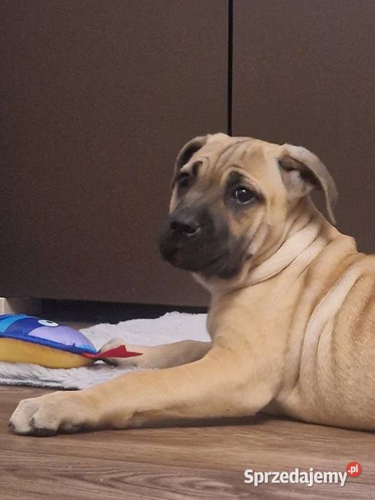 SPRZEDAM SZCZENIAKI CANE CORSO Lubartów sprzedam