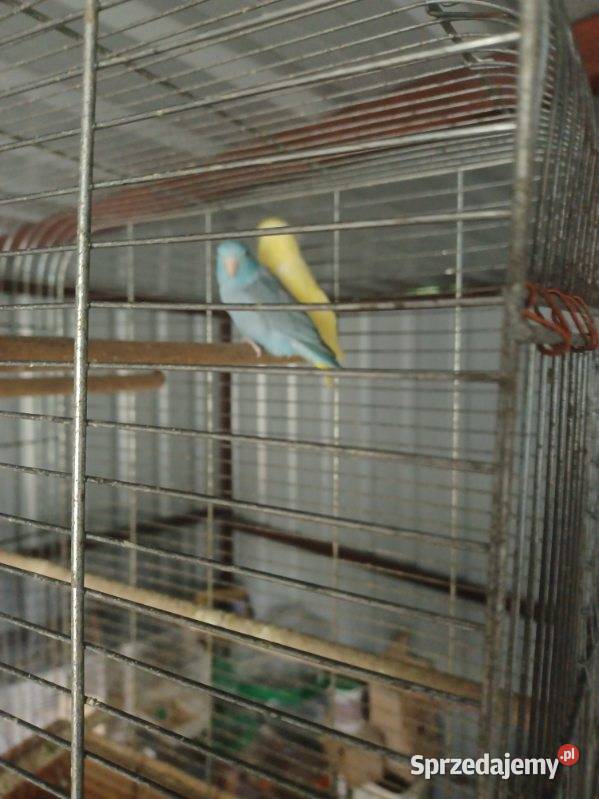 Wróbliczki Tarnów sprzedam