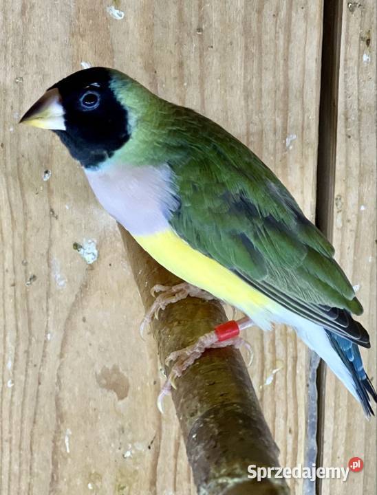 Amadyna wspaniała samiczka 2025r Ruda Śląska sprzedam