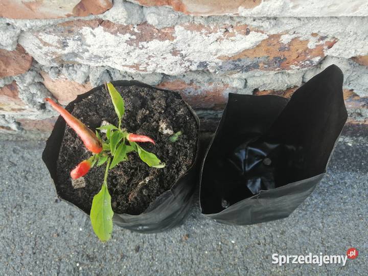 Doniczki foliowe 2L produkcyjne PRODUCENT Siewierz