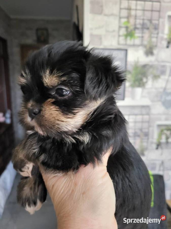 Shih tzu śliczne pieski Radom