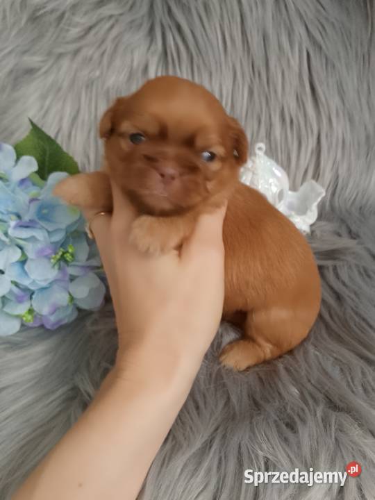 Unikatowy piesek rasy ShihTzu Namysłów