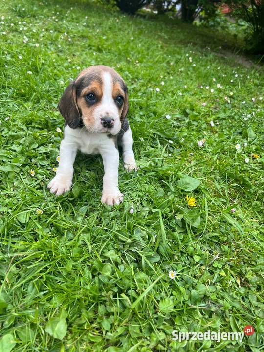 Szczeniaki rasy Beagle Beagle Limanowa