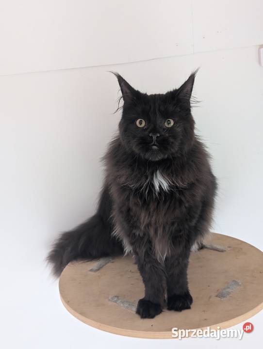 Flavio kocurek Maine Coon Adopcja płatna Pszczyna