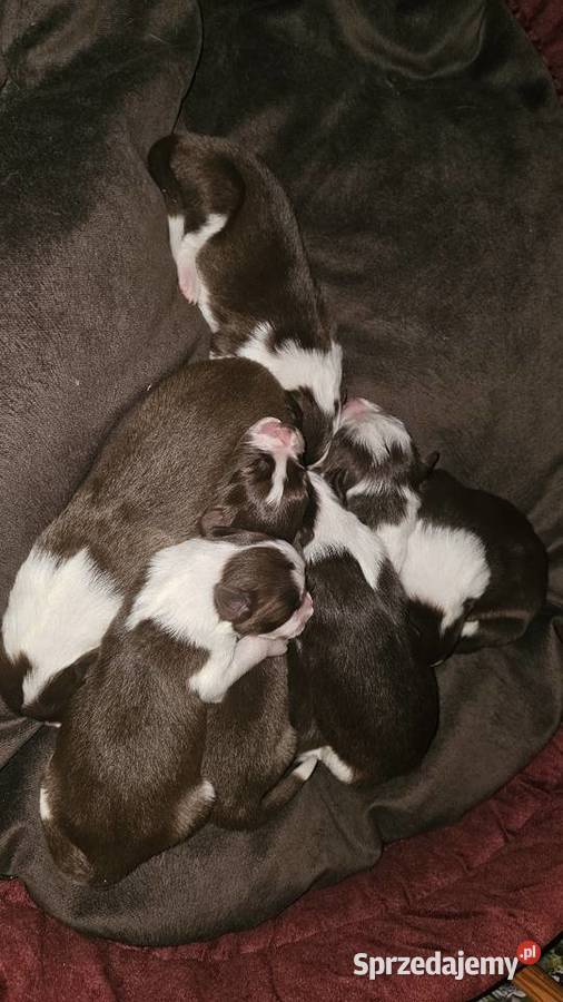 Border collie szczenięta z rodowodem gotowe do Pozostałe mazowieckie Radom