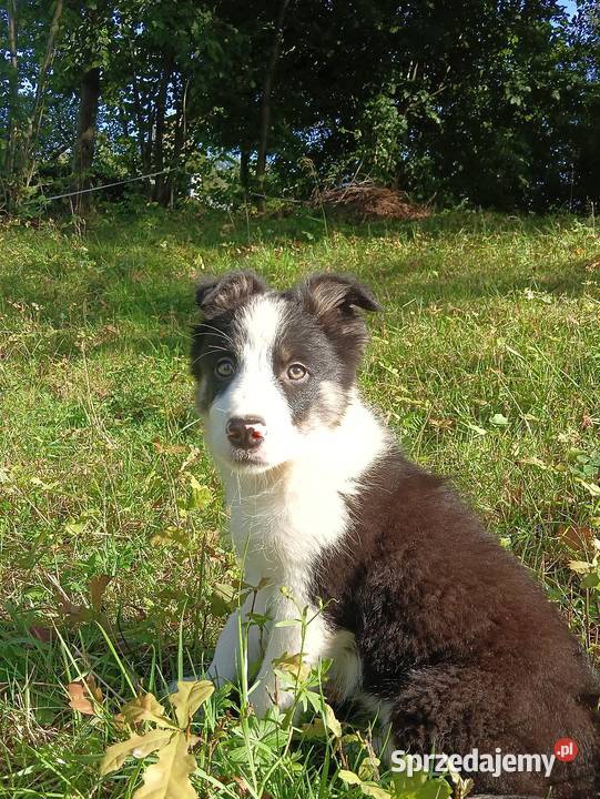 Sprzedam szczenięta border collie Rzeszów