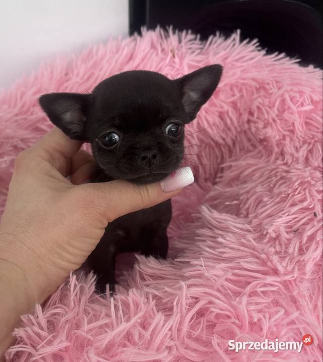 Chihuahua Xs Gdańsk