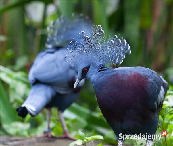 Największe gołebie Świata Goura victoria Jelenia Góra