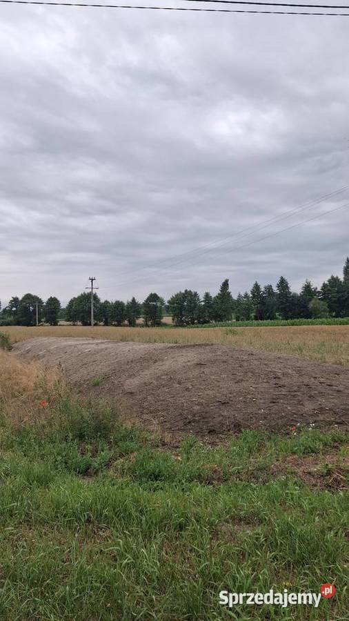 Sprzedam kopiec z kukurydzy Piotrków Kujawski
