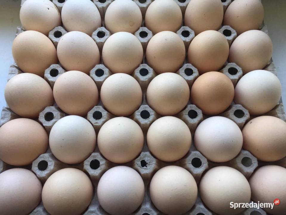 Jajka wiejskie Gatne Drugie