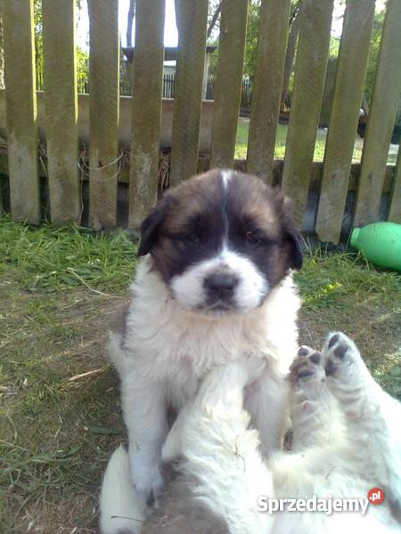 BERNARDYN SZCZENIĘTA Konin sprzedam