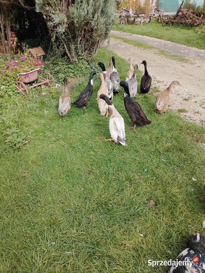 Biegusy Indyjskie Drób i ptactwo Psary