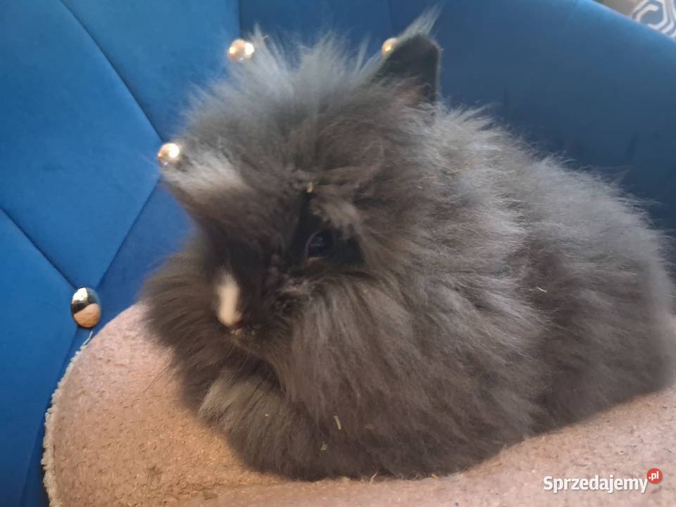 Królik miniaturka karzełek teddy Sławków