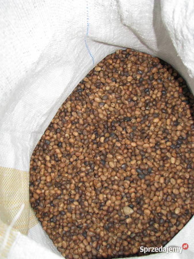 Bobik nasiona opolskie