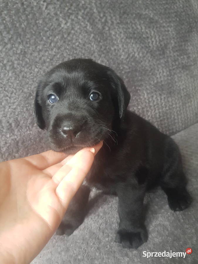 Labrador retriver FCI Kobylno sprzedam