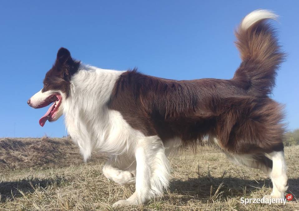 Wspaniały Pies FABIO BORDER COLLIE z pełną dok podkarpackie Iwonicz sprzedam