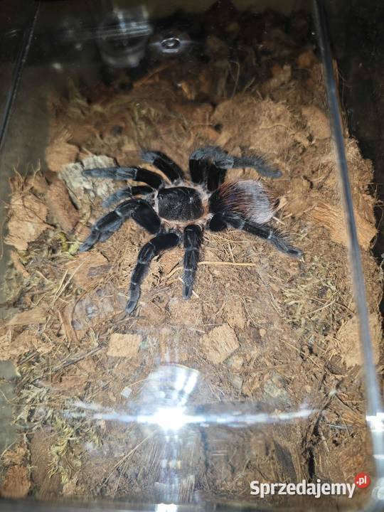 Ptaszniki Pozostałe