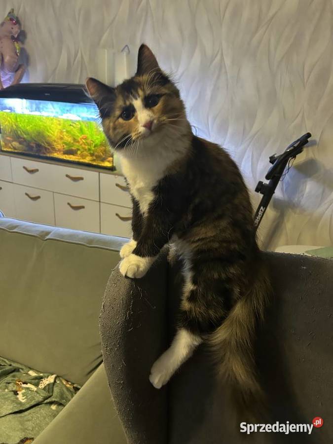 Rodowodowe kotki syberyjskie