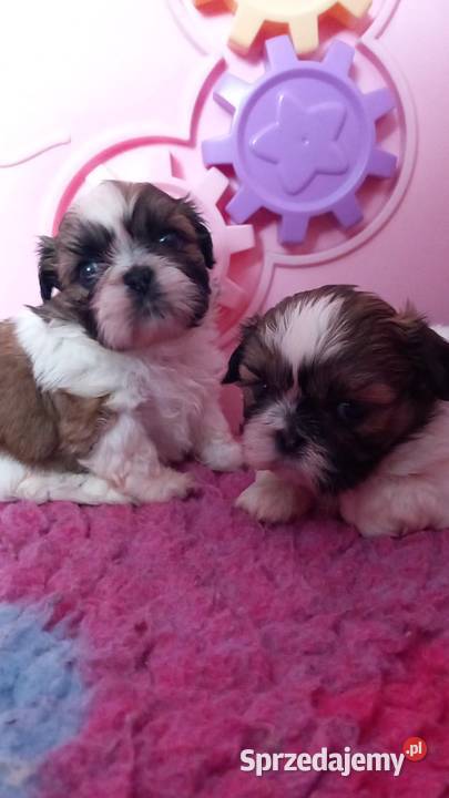 ShihTzu suczka opolskie Strzelce Opolskie