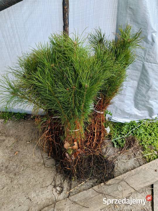 Sosna pospolita zwyczajna sadzonki 2letnie 2535
