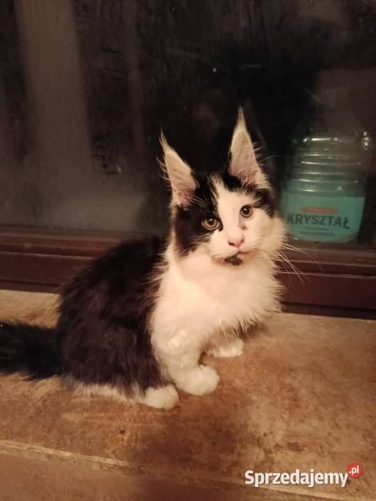 Ładny kociak maine coon Maine Coon Kraków