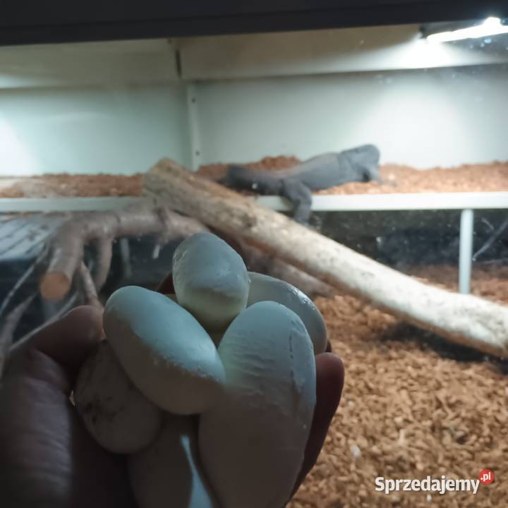 Black dragon terrarium Kraśnik sprzedam