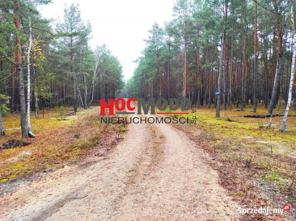 Rekreacyjne działki leśne w Popowie Letnisku