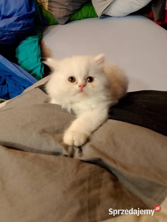 Przeurocze kanapowce perskie przytulasy Karpacz