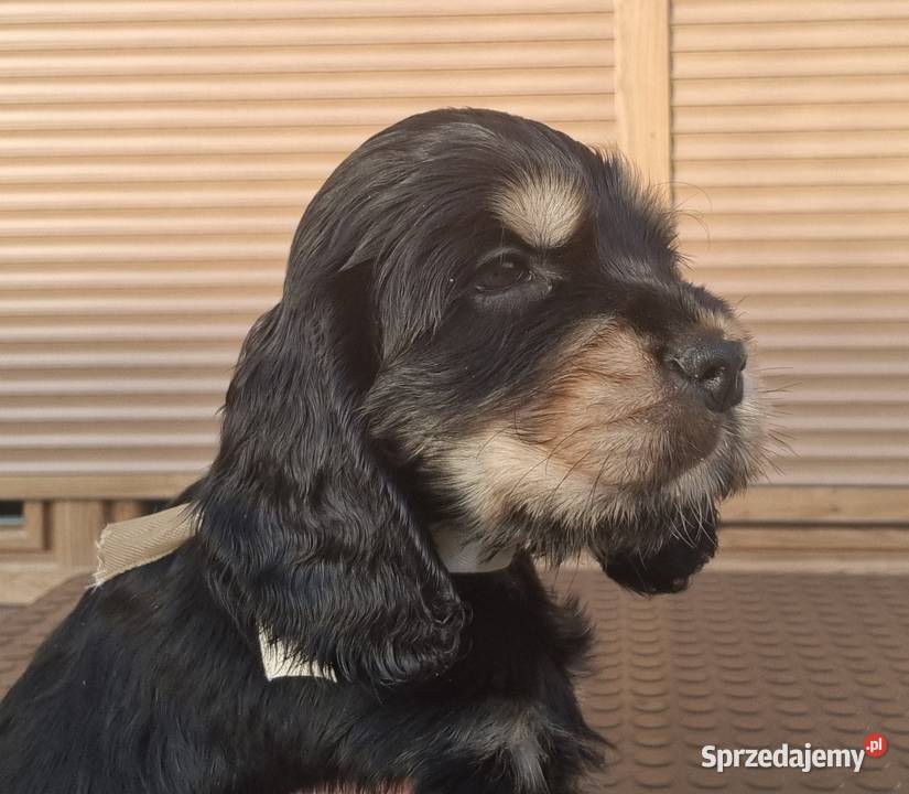 Cocker spaniel angielski Choszczno